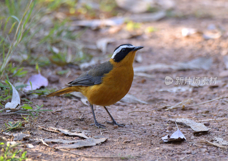 White-browed Robin-Chat